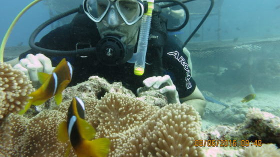 jeddah diving